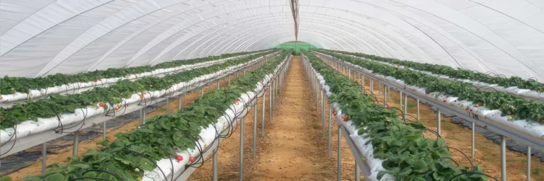 sisteme-hidroponice-bg